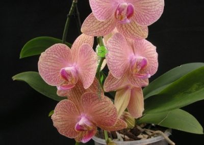 ružová orchidea