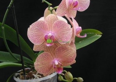 ružová orchidea