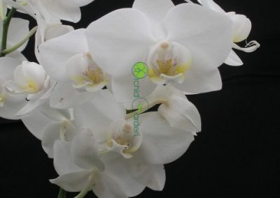biela orchidea