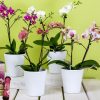 Hnojivá, ktoré sú vhodné pre orchideu