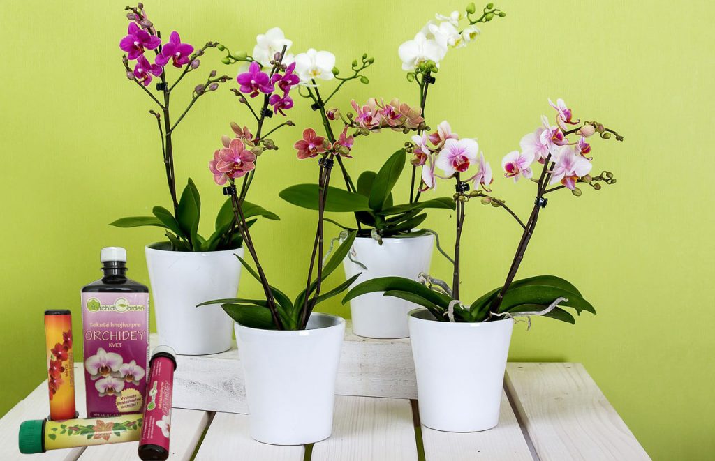 Hnojivá, ktoré sú vhodné pre orchideu