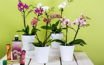 Hnojivá pre orchidey