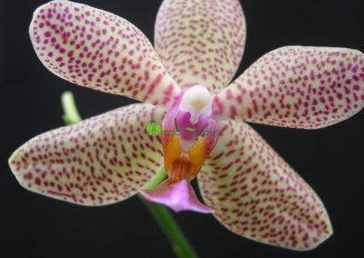 dvojfarebná orchidea
