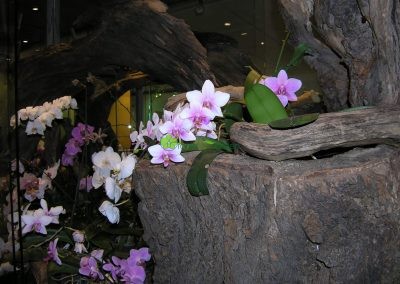 vitrína s orchideami
