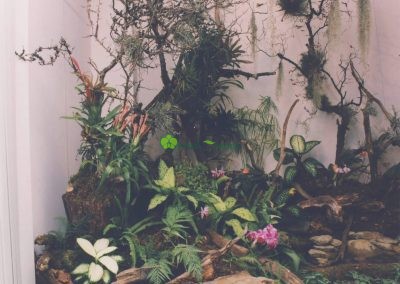 výstava Orchidgarden