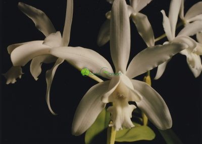 Biele orchidey