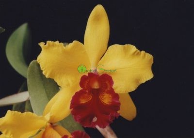 žlto-červená orchidea