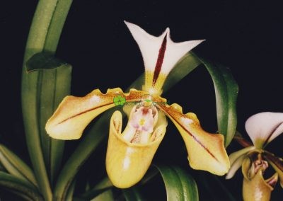 Žltá orchidea