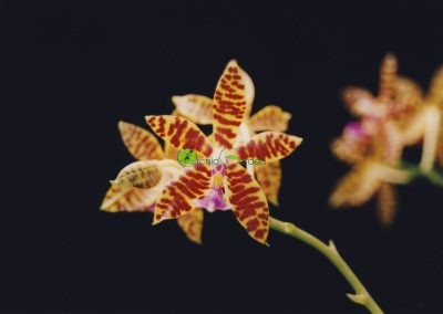 žltá orchidea