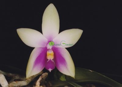 Fialovo-biela orchidea