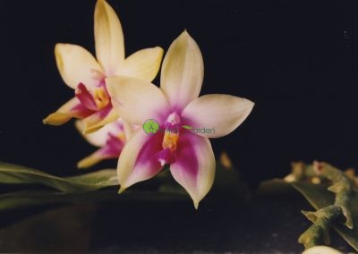Orchidea Phal_violacea